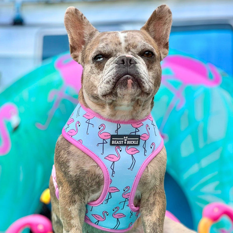 Frenchie Flamingo Harness & Leash Set - Beast & Buckle