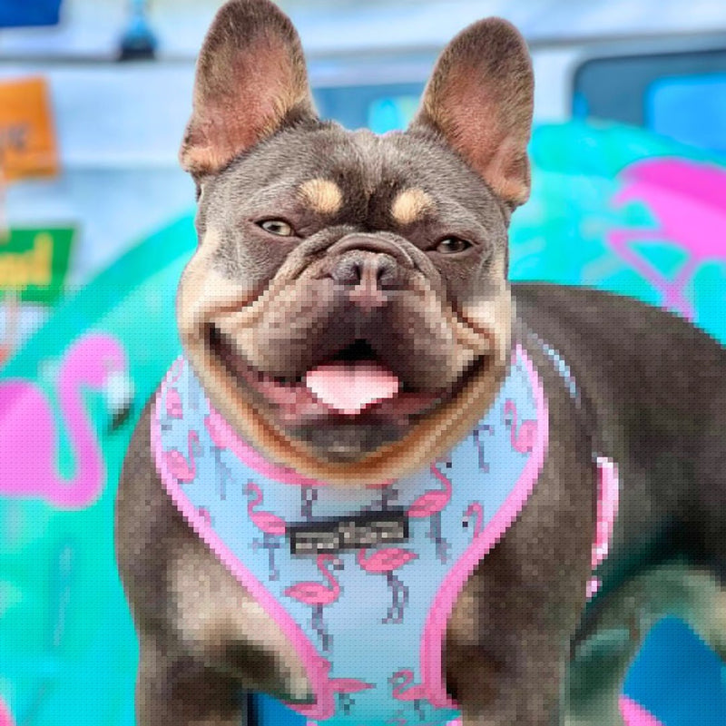 Frenchie Flamingo Harness & Leash Set - Beast & Buckle