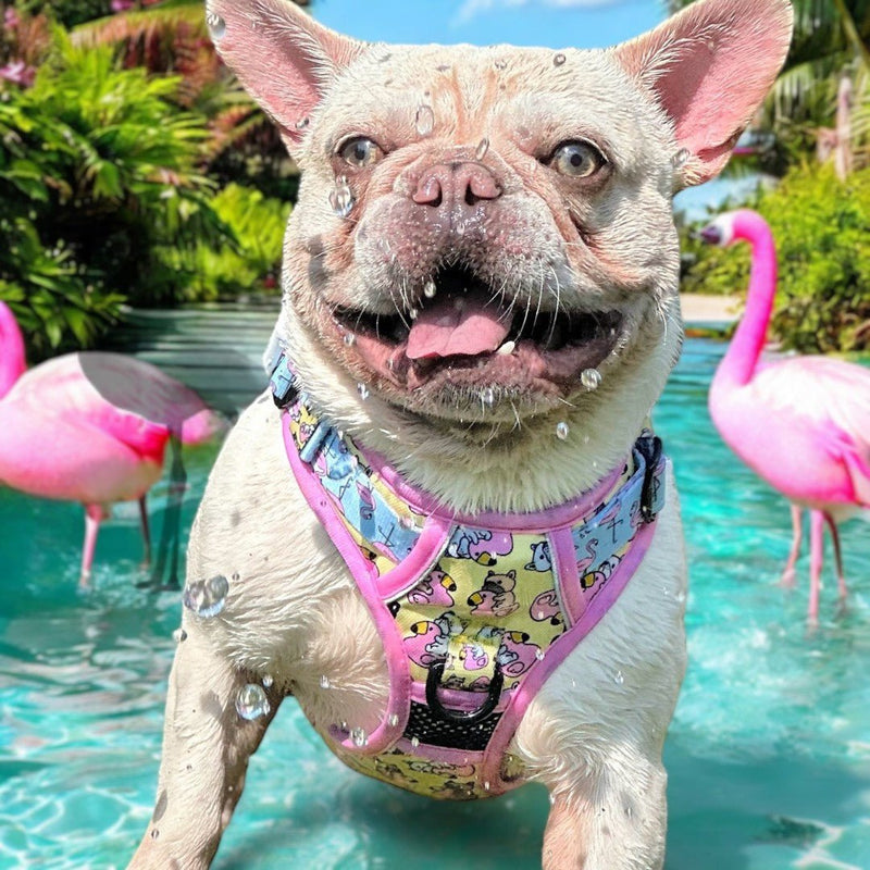 Frenchie Flamingo No Pull Harness Bundle - Beast & Buckle