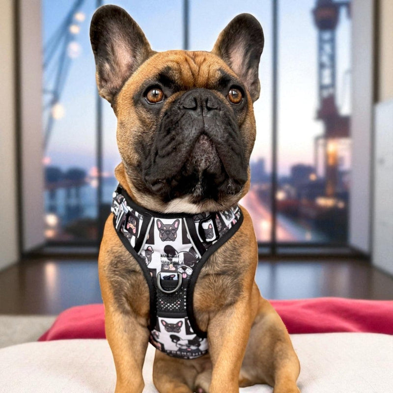 Frenchies vs. Everybody No Pull Harness & Leash Bundle - Beast & Buckle