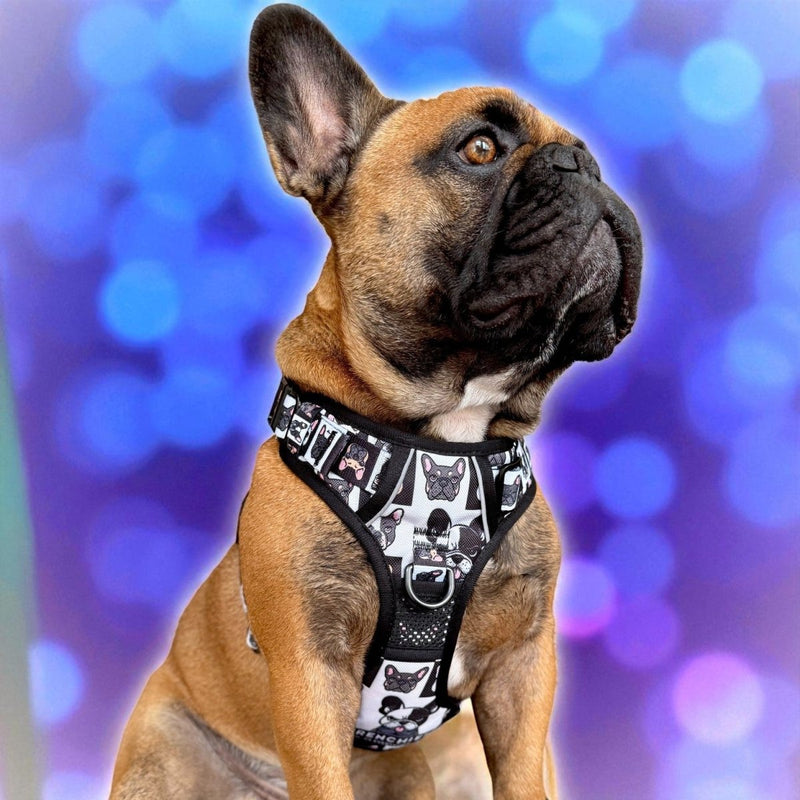 Frenchies vs. Everybody No Pull Harness & Leash Bundle - Beast & Buckle
