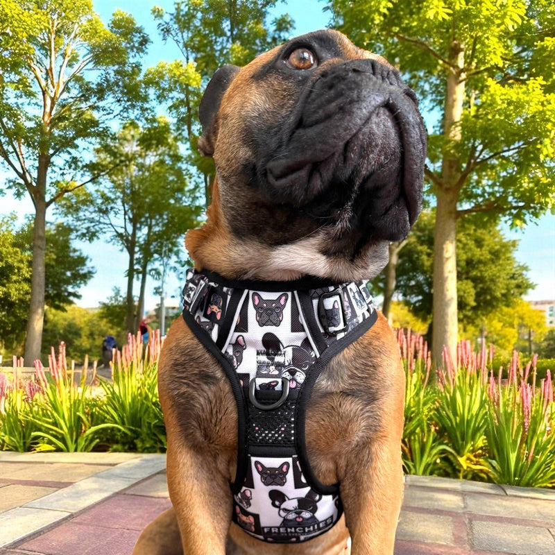 Frenchies vs. Everybody No Pull Harness & Leash Bundle - Beast & Buckle