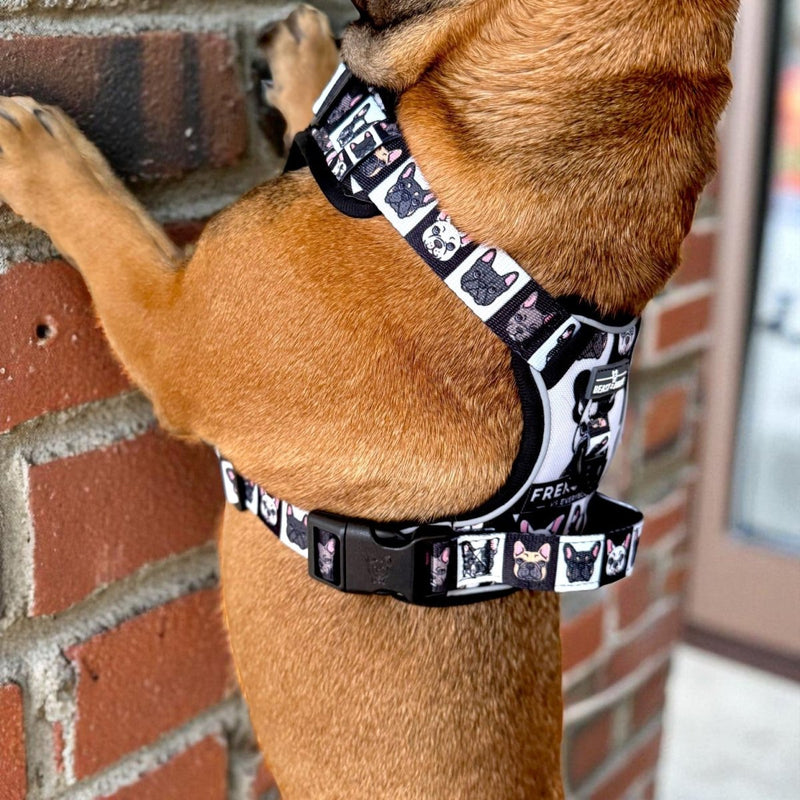 Frenchies vs. Everybody No Pull Harness & Leash Bundle - Beast & Buckle