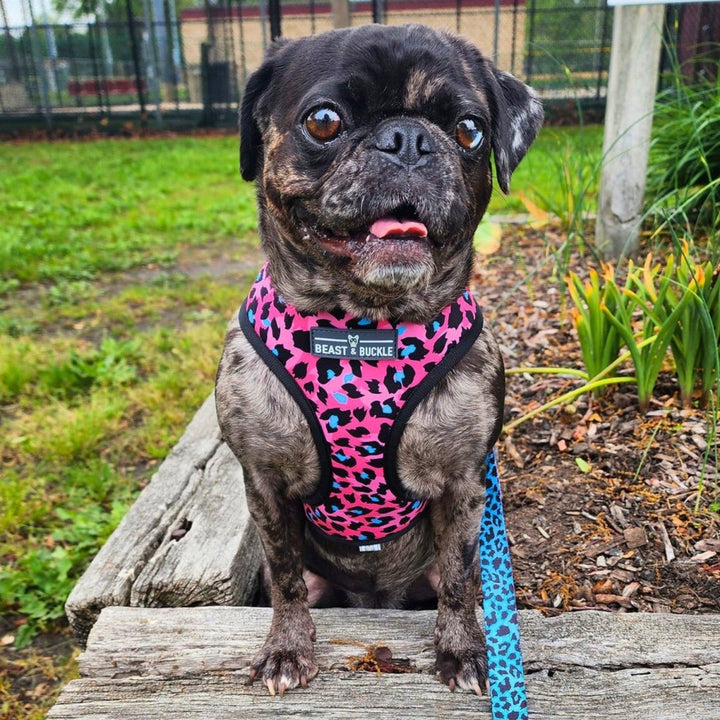 beautybeast 90sベスト サイズ2 Lady Leopard Harness & Leash Set – Beast & Buckle