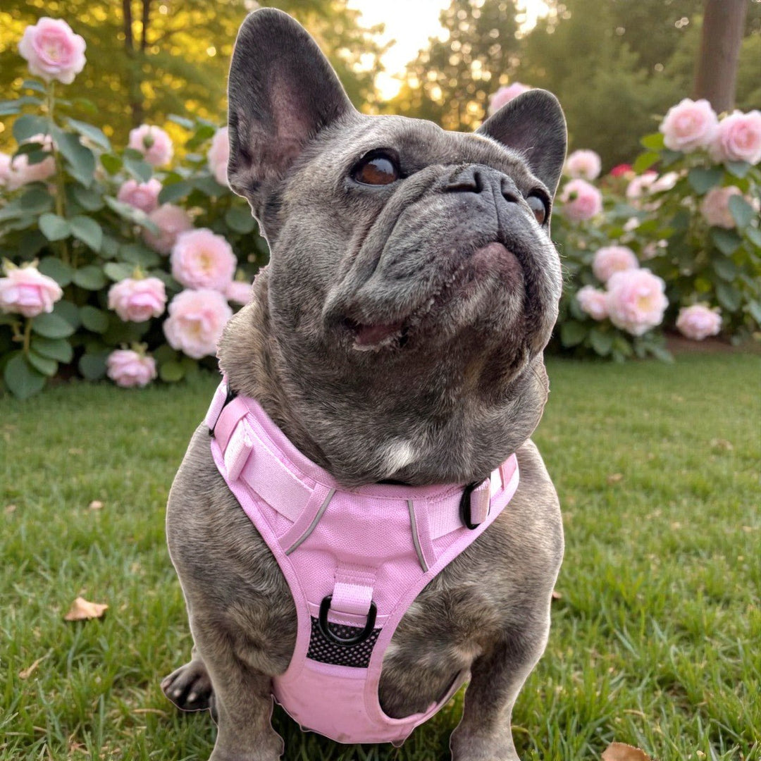 Light Pink No Pull Harness & Leash Bundle – Beast & Buckle