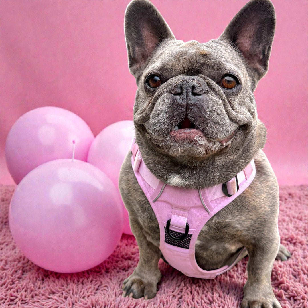 Light Pink No Pull Harness & Leash Bundle – Beast & Buckle
