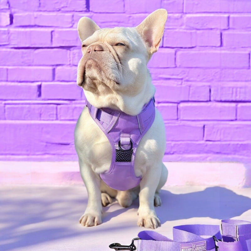 Lilac No Pull Harness Bundle - Beast & Buckle