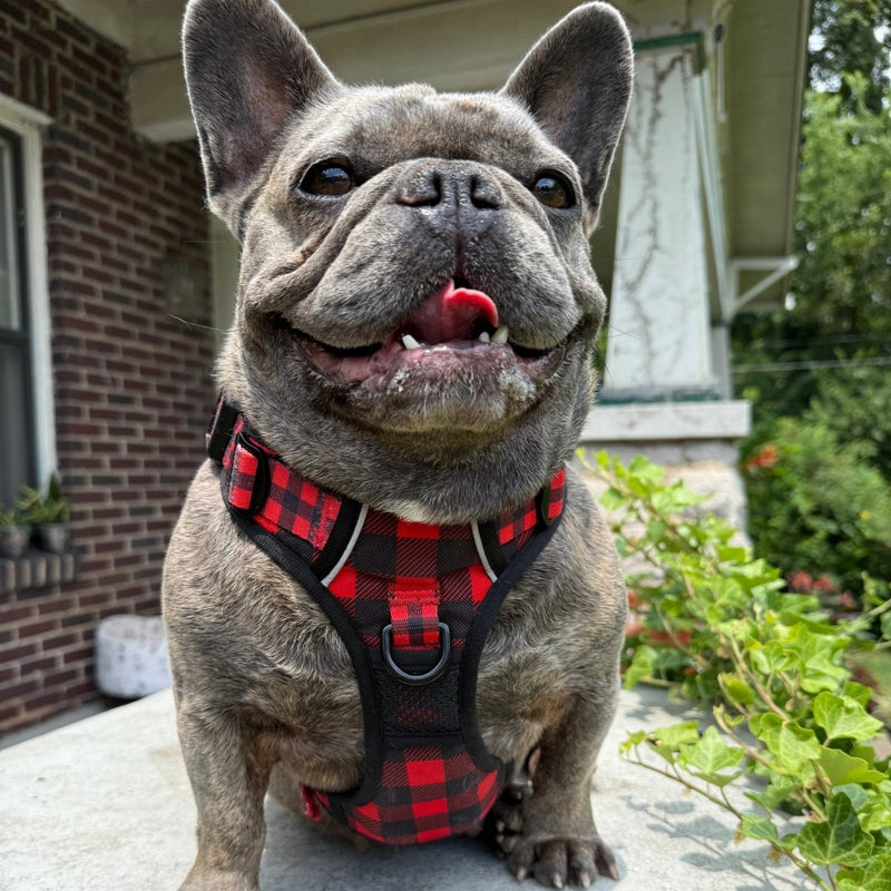 Lumberjack Plaid No Pull Dog Harness - Beast & Buckle