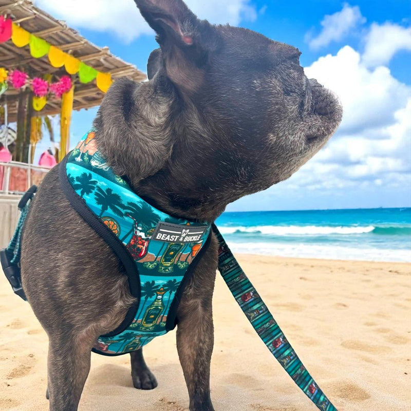 Margarita Harness and Leash Set - Beast & Buckle