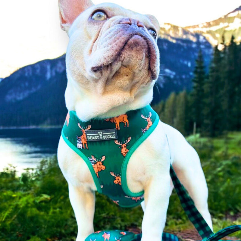 Moose Reversible Dog Harness 2.0 - Beast & Buckle