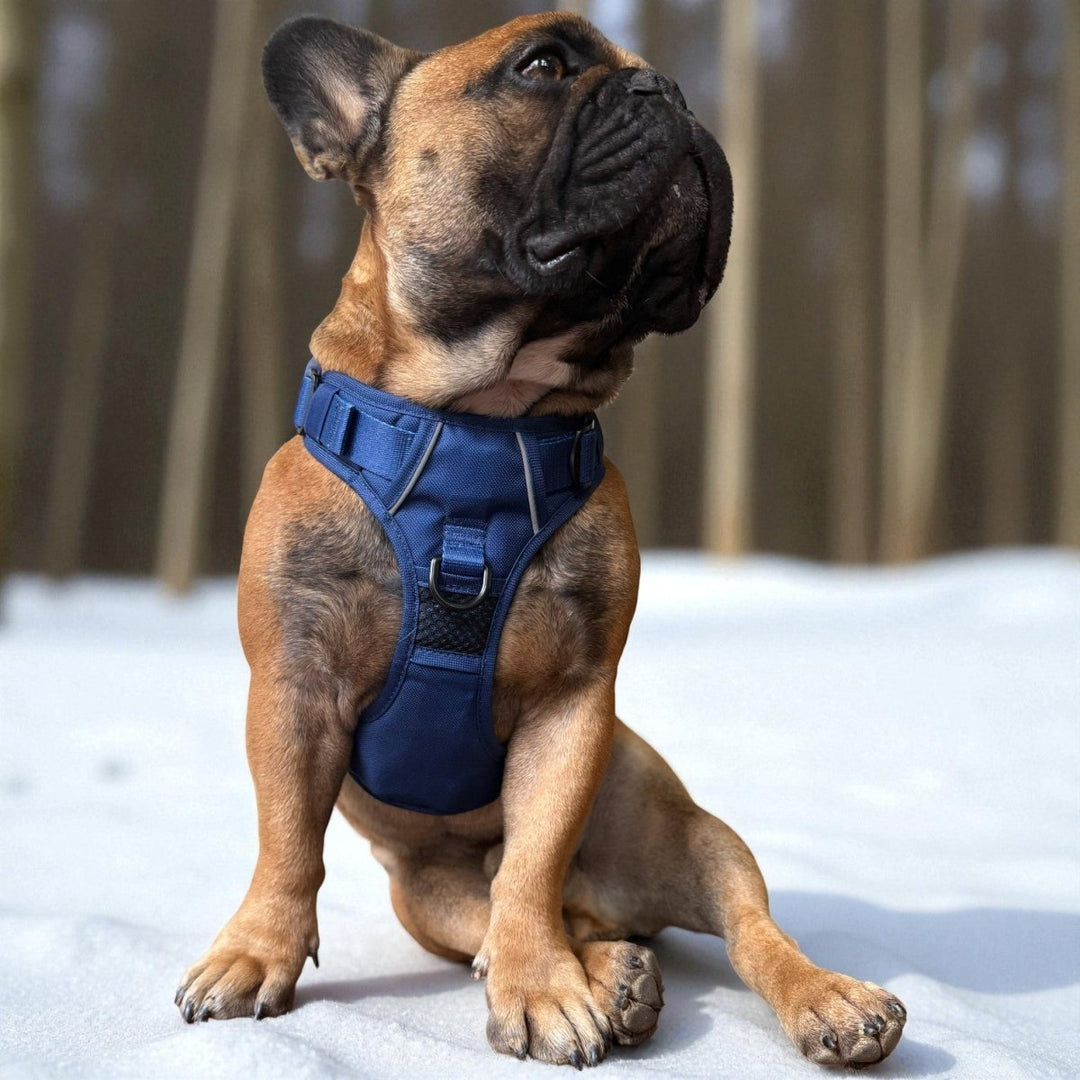Navy Blue No Pull Dog Harness – Beast & Buckle