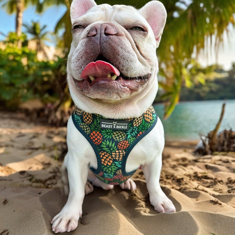 Pineapple Perfection Reversible Dog Harness 2.0 - Beast & Buckle