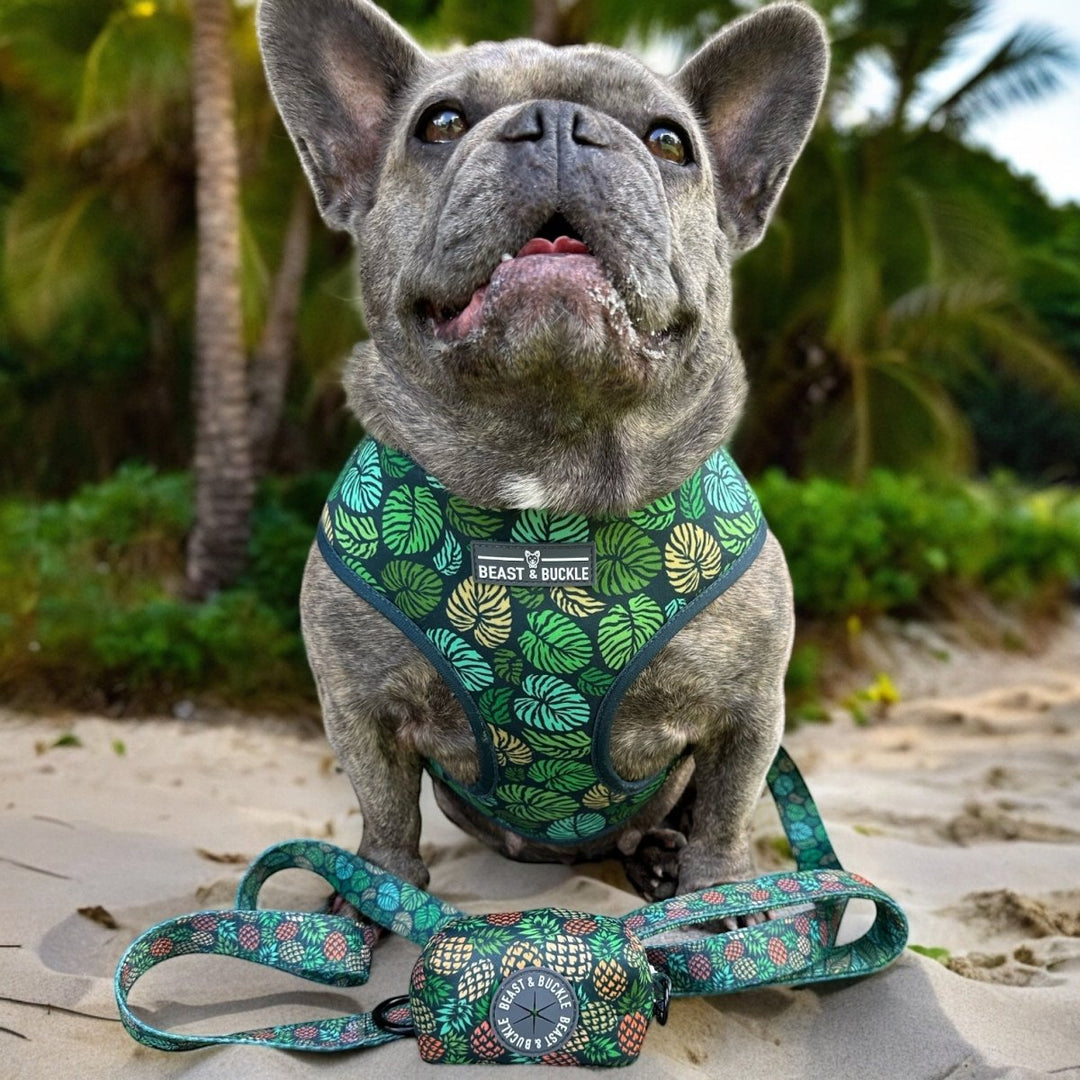 Pineapple Perfection Reversible Dog Harness 2.0 CLEARANCE Beast Buckle