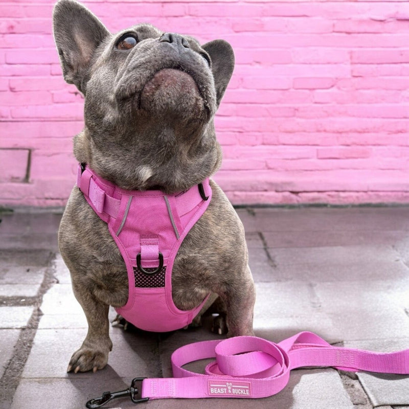 Pink No Pull Harness Bundle - Beast & Buckle