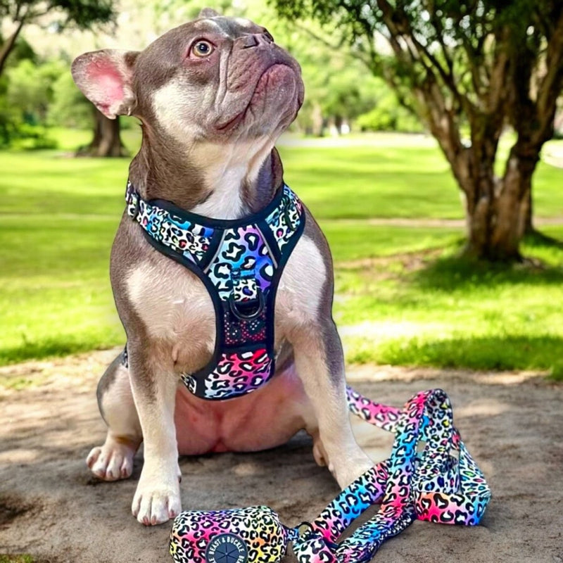 Rainbow Leopard No Pull Dog Harness - Beast & Buckle