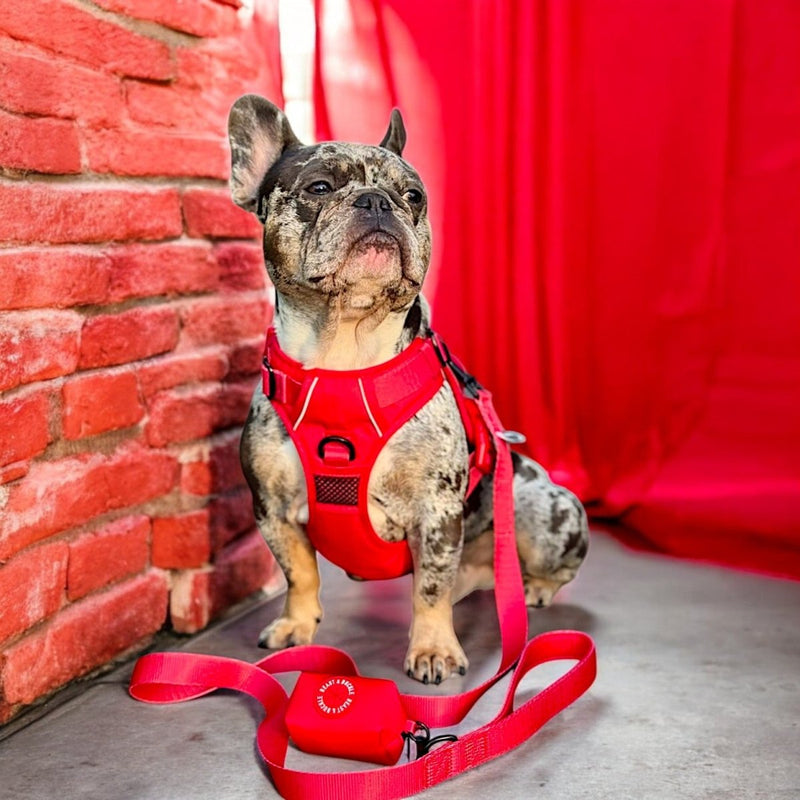 Red No Pull Harness Bundle - Beast & Buckle