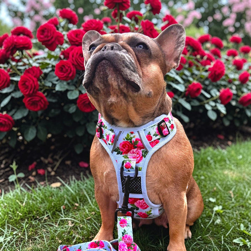 Roses No Pull Dog Harness – Beast & Buckle