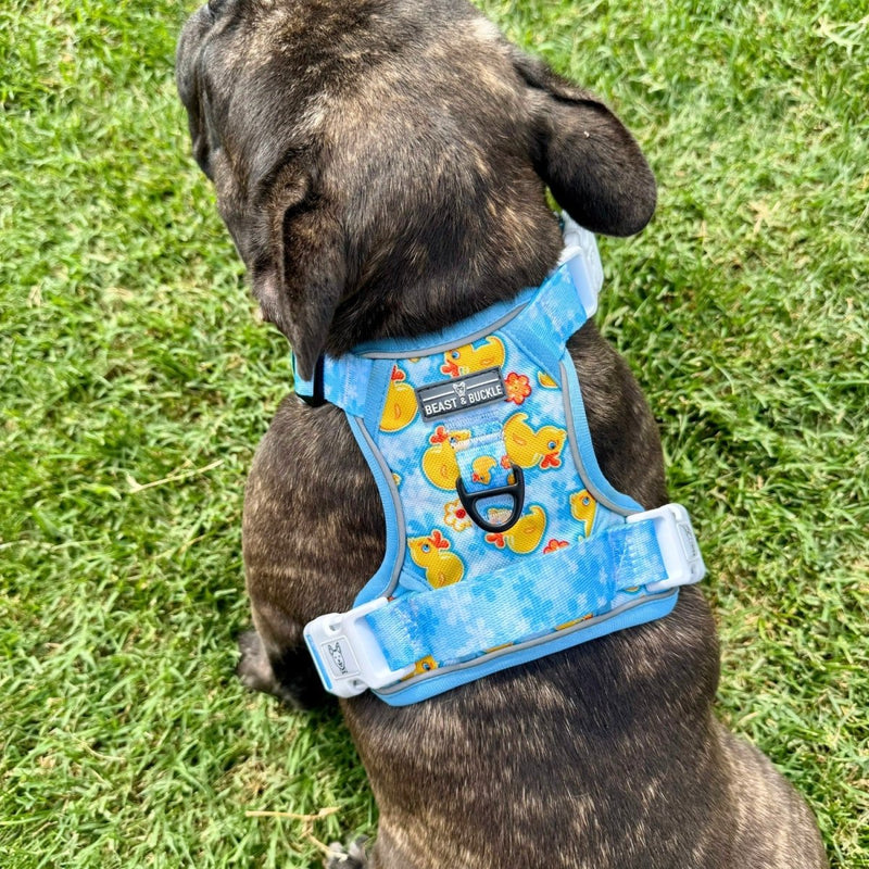 Rubber Ducky No Pull Harness & Leash Bundle - Beast & Buckle