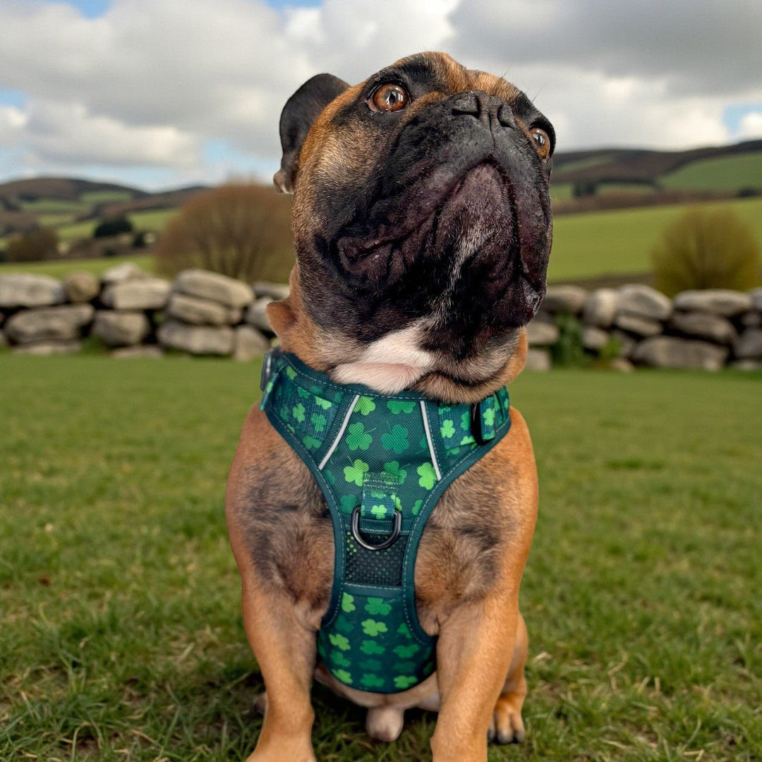 Shamrock No Pull Dog Harness – Beast & Buckle