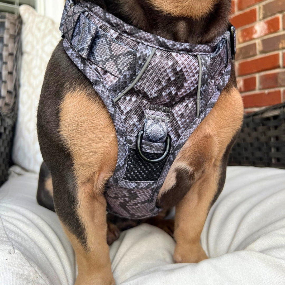 Best Dog All In One No Pull Harness Snakeskin No Pull Dog Harness CLEARANCE  – Beast Buckle