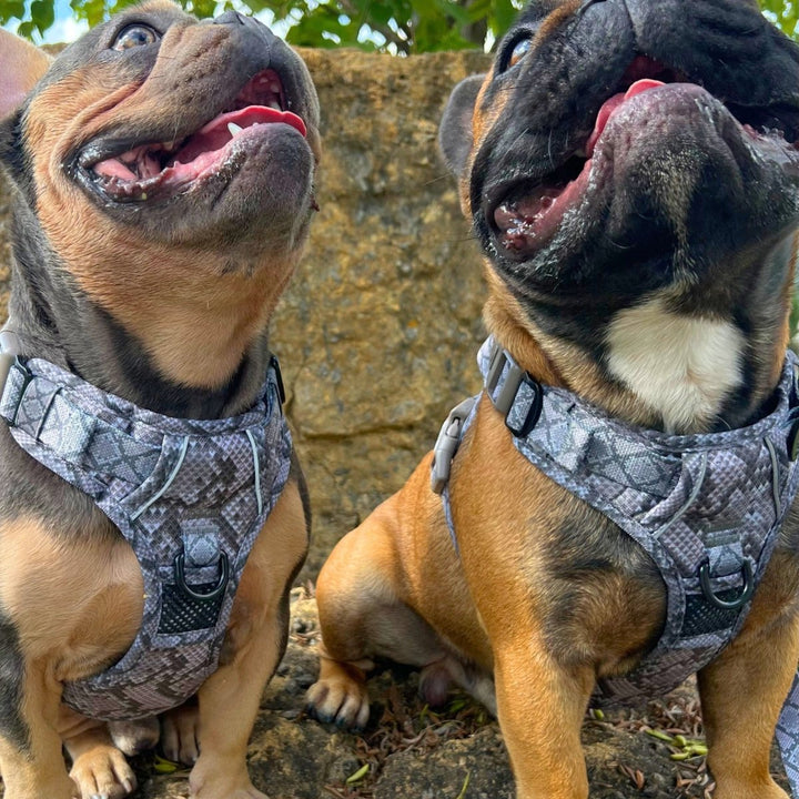 Snakeskin No Pull Dog Harness CLEARANCE – Beast Buckle