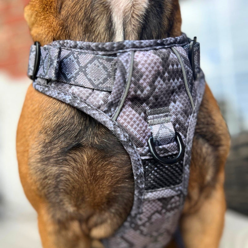 Snakeskin No Pull Dog Harness - Beast & Buckle