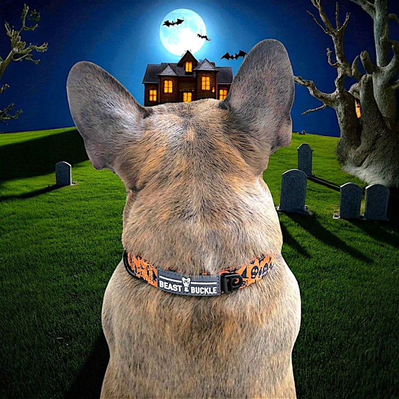 Spooky Dog Collar - Beast & Buckle