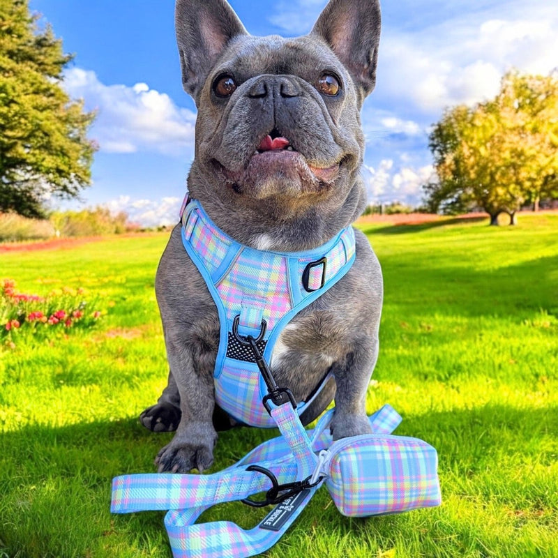 Spring Plaid No Pull Harness Bundle - Beast & Buckle