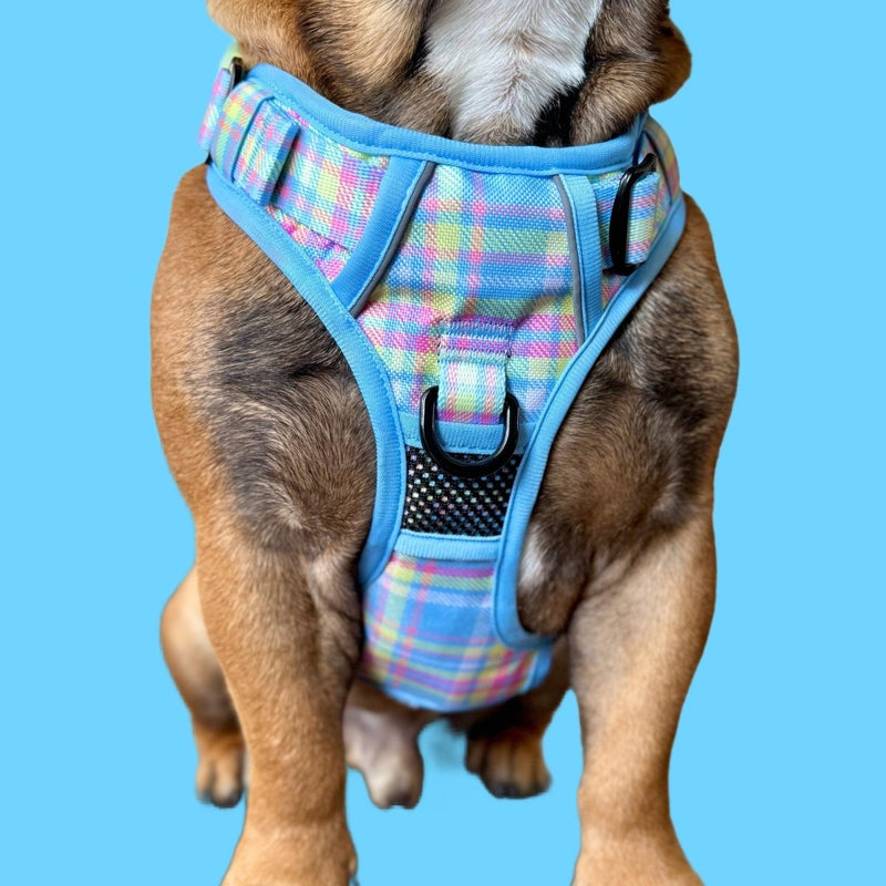 Spring Plaid No Pull Harness Bundle - Beast & Buckle