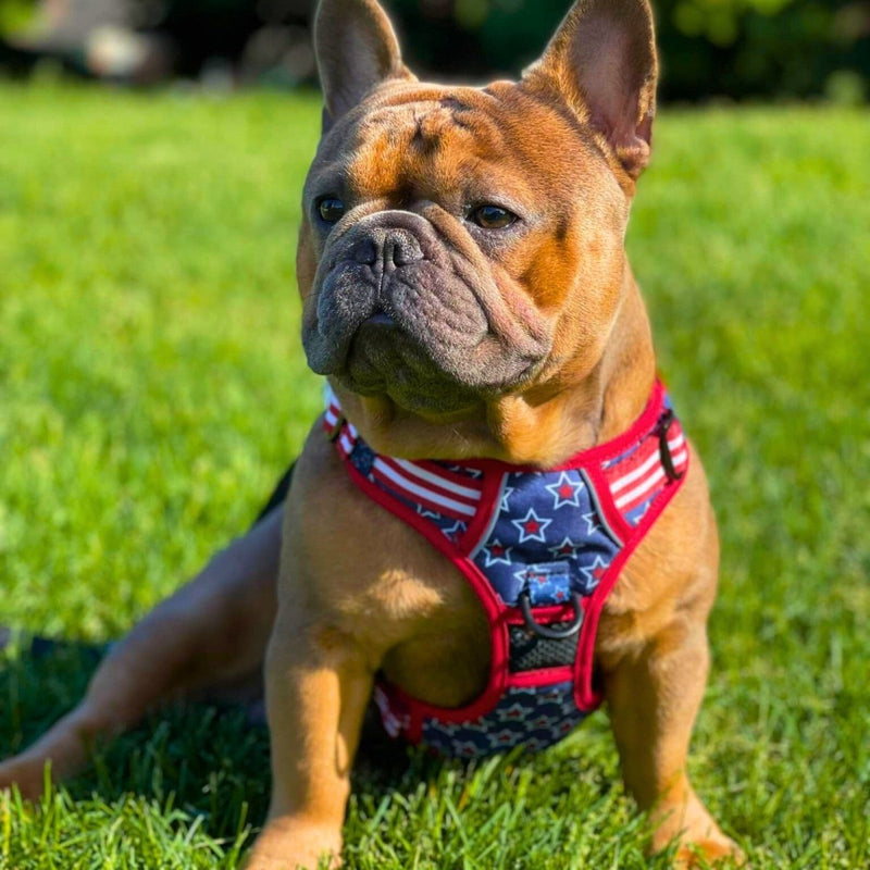 Stars & Stripes No Pull Dog Harness - Beast & Buckle