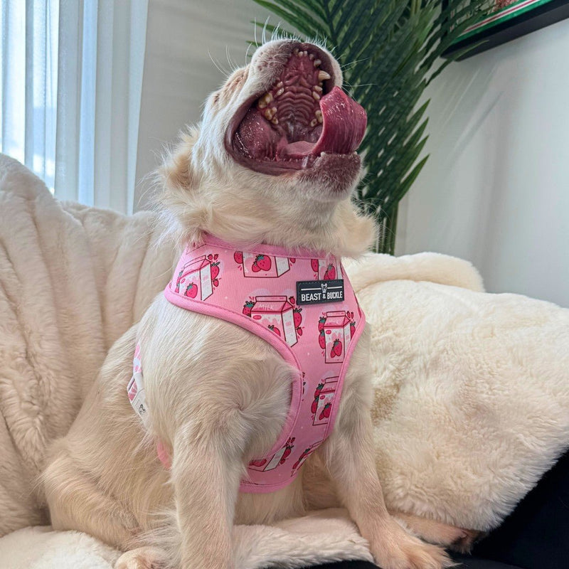 Strawberry Milk Harness and Leash Set - Beast & Buckle