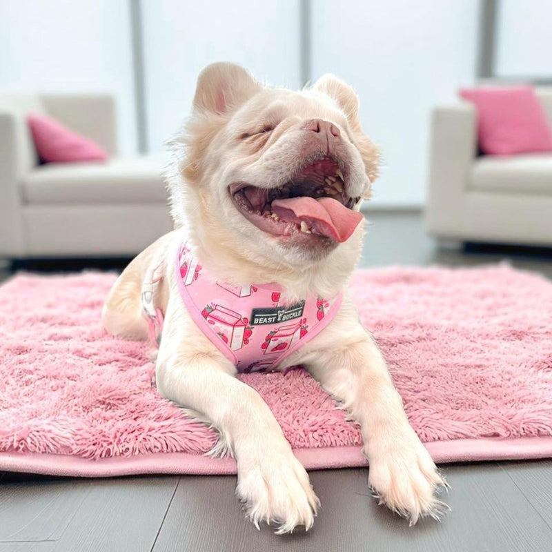 Strawberry Milk Harness and Leash Set - Beast & Buckle