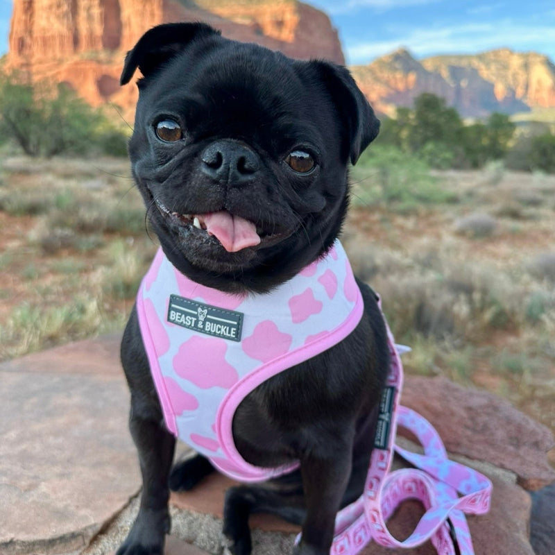 Strawberry Milk Harness and Leash Set - Beast & Buckle