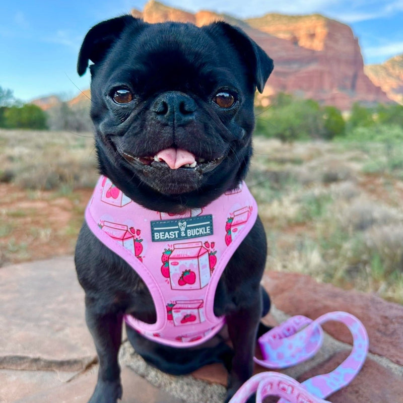 Strawberry Milk Harness and Leash Set - Beast & Buckle