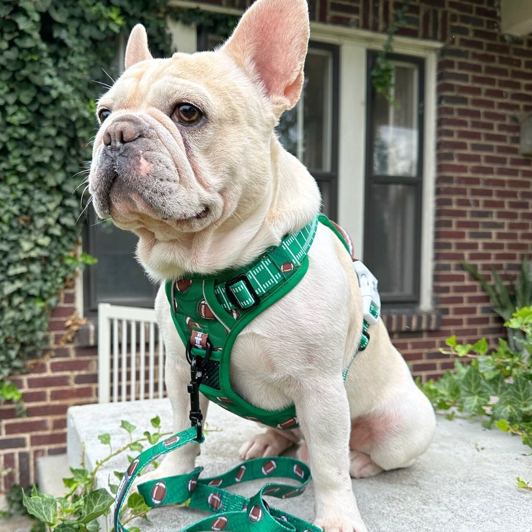 Touchdown No Pull Dog Harness – Beast Buckle