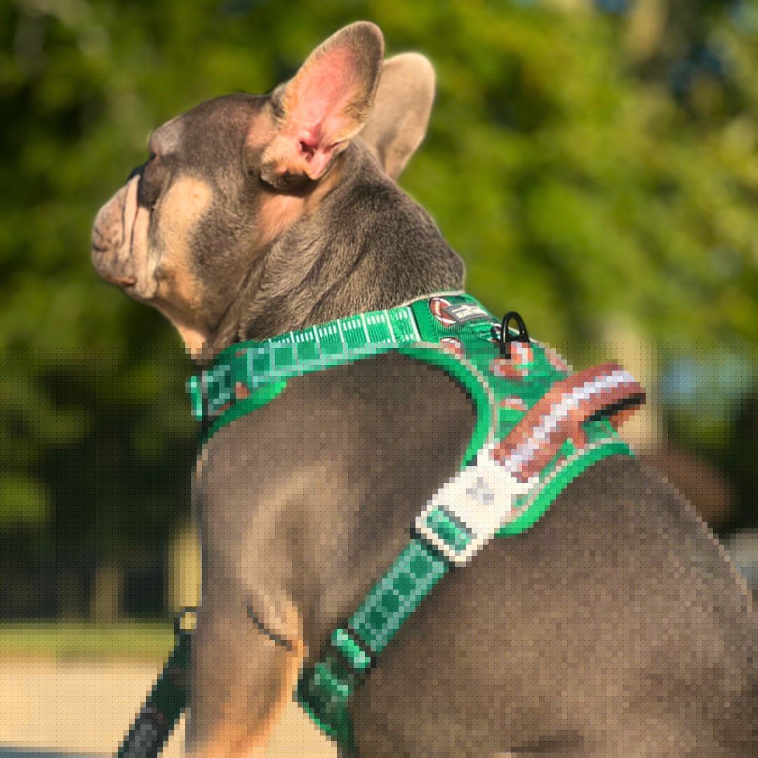 Touchdown No Pull Dog Harness – Beast Buckle