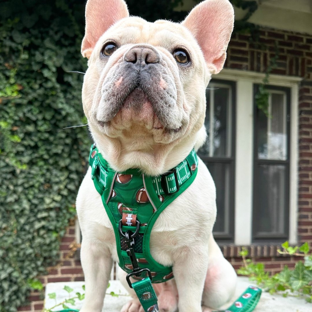 Touchdown No Pull Dog Harness – Beast Buckle