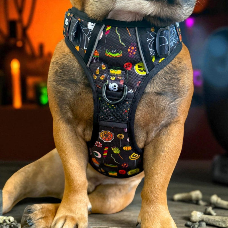 Trick or Treat No Pull Harness & Leash Bundle - Beast & Buckle