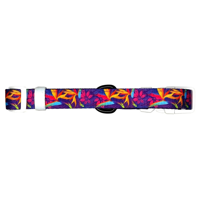 Tropical Dog Collar - Beast & Buckle