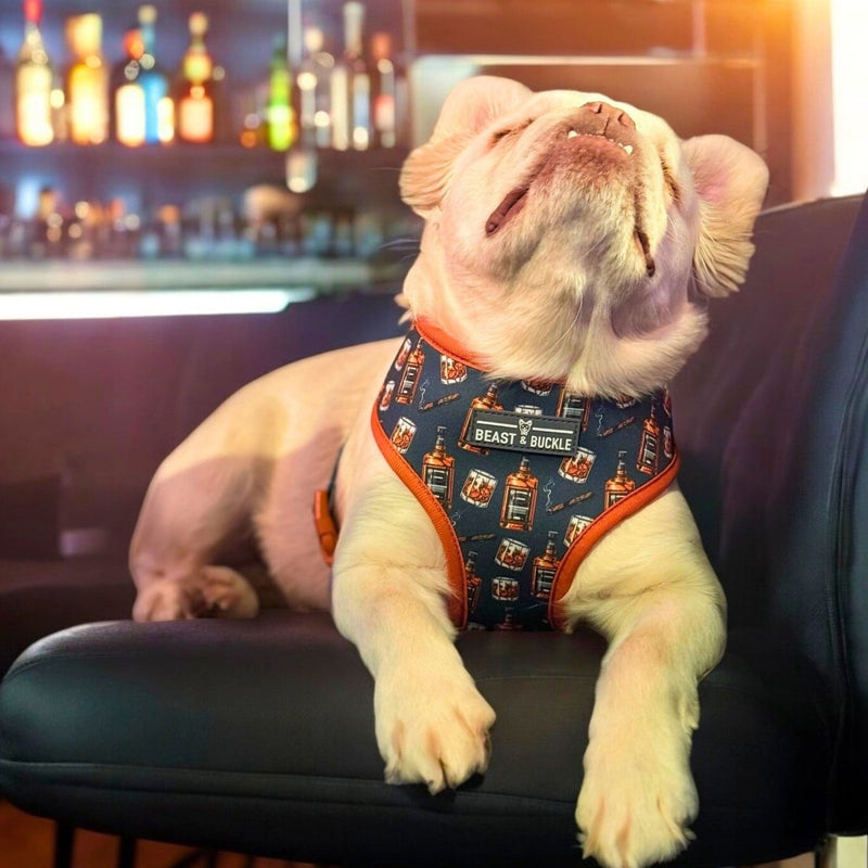 Whiskey Reversible Dog Harness 2.0 - Beast & Buckle