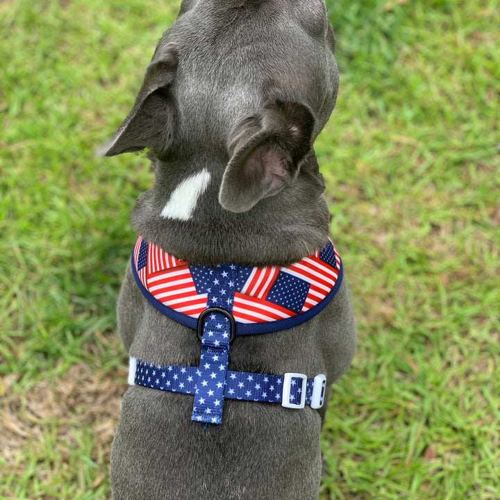American Flag Harness and Leash Set  Beast & Buckle