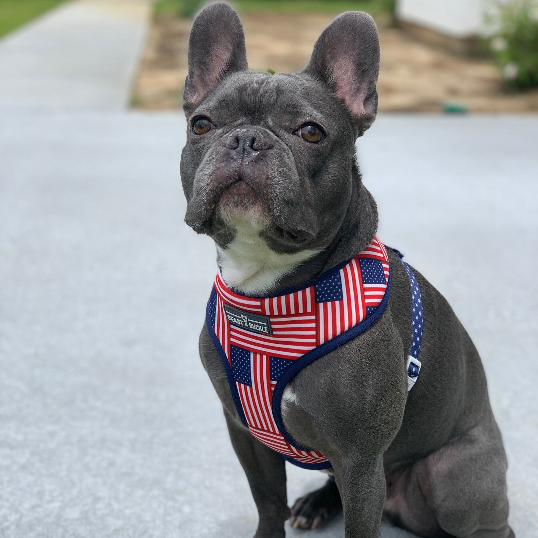 American Flag Reversible Dog Harness – CLEARANCE – Beast & Buckle