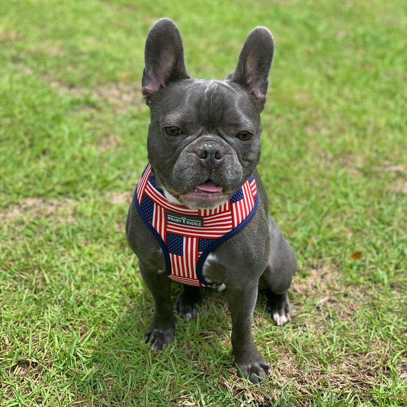 American Flag Harness and Leash Set