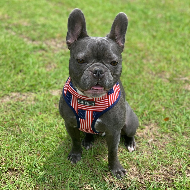 American Flag Reversible Dog Harness – CLEARANCE