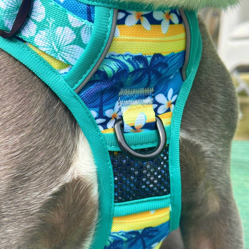 Aloha No Pull Harness Bundle - Beast & Buckle