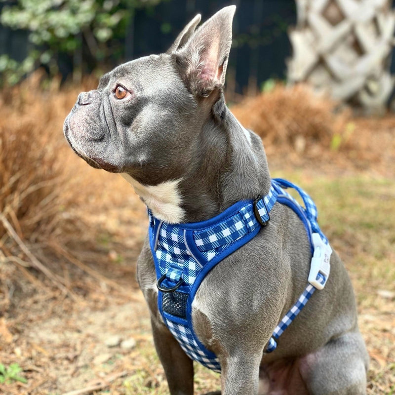 Blue Gingham No Pull Dog Harness - Beast & Buckle