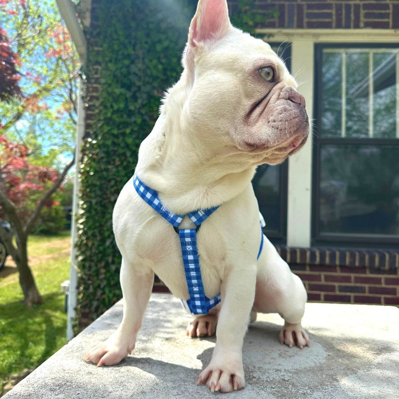 Blue Gingham Strap Harness - Beast & Buckle