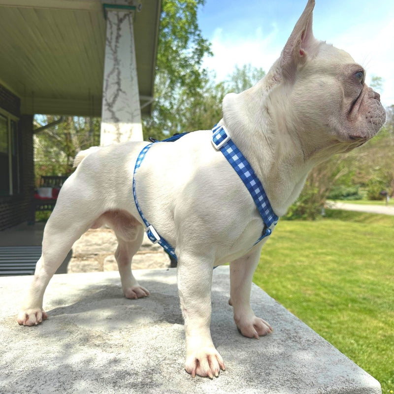 Blue Gingham Strap Harness - Beast & Buckle