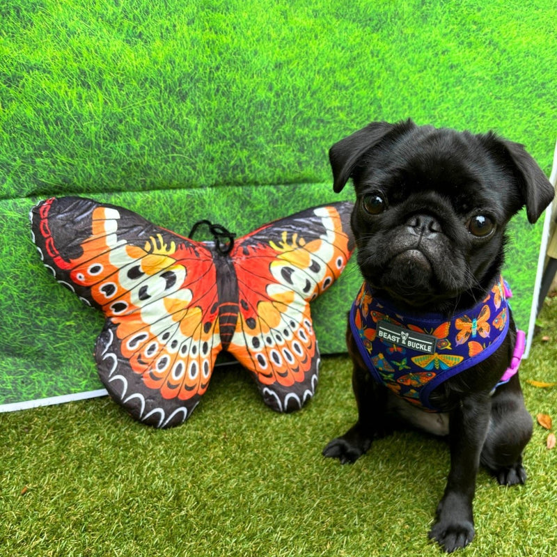 Butterfly Garden Reversible Dog Harness 2.0 - Beast & Buckle