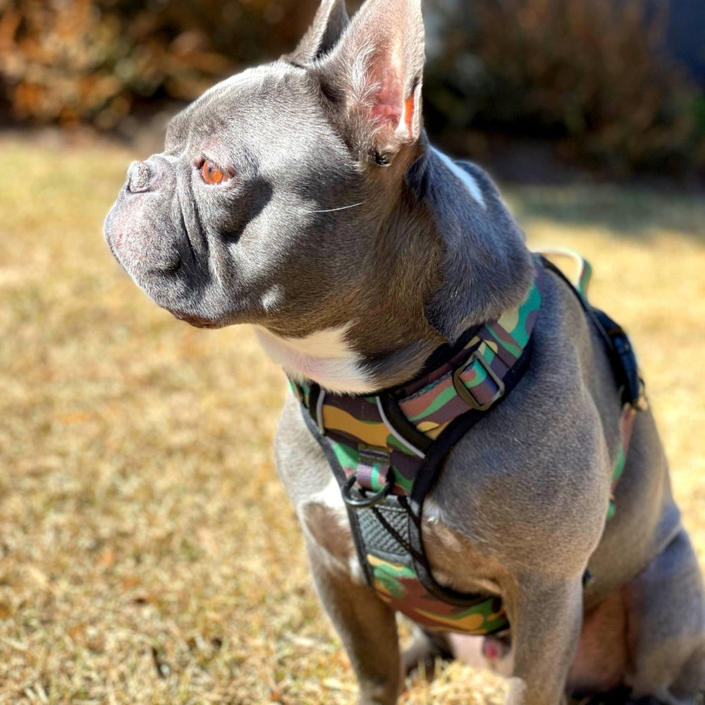 Dog harness for french bulldog hotsell